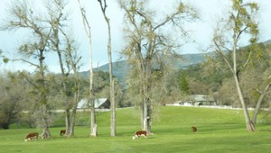HappyCows01-sml.jpg