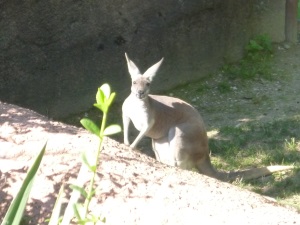 Zoo.Poser.JPG